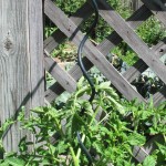 Tomato spiral