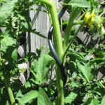 Tomato in spiral