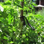 Tomato plant tied to a stake