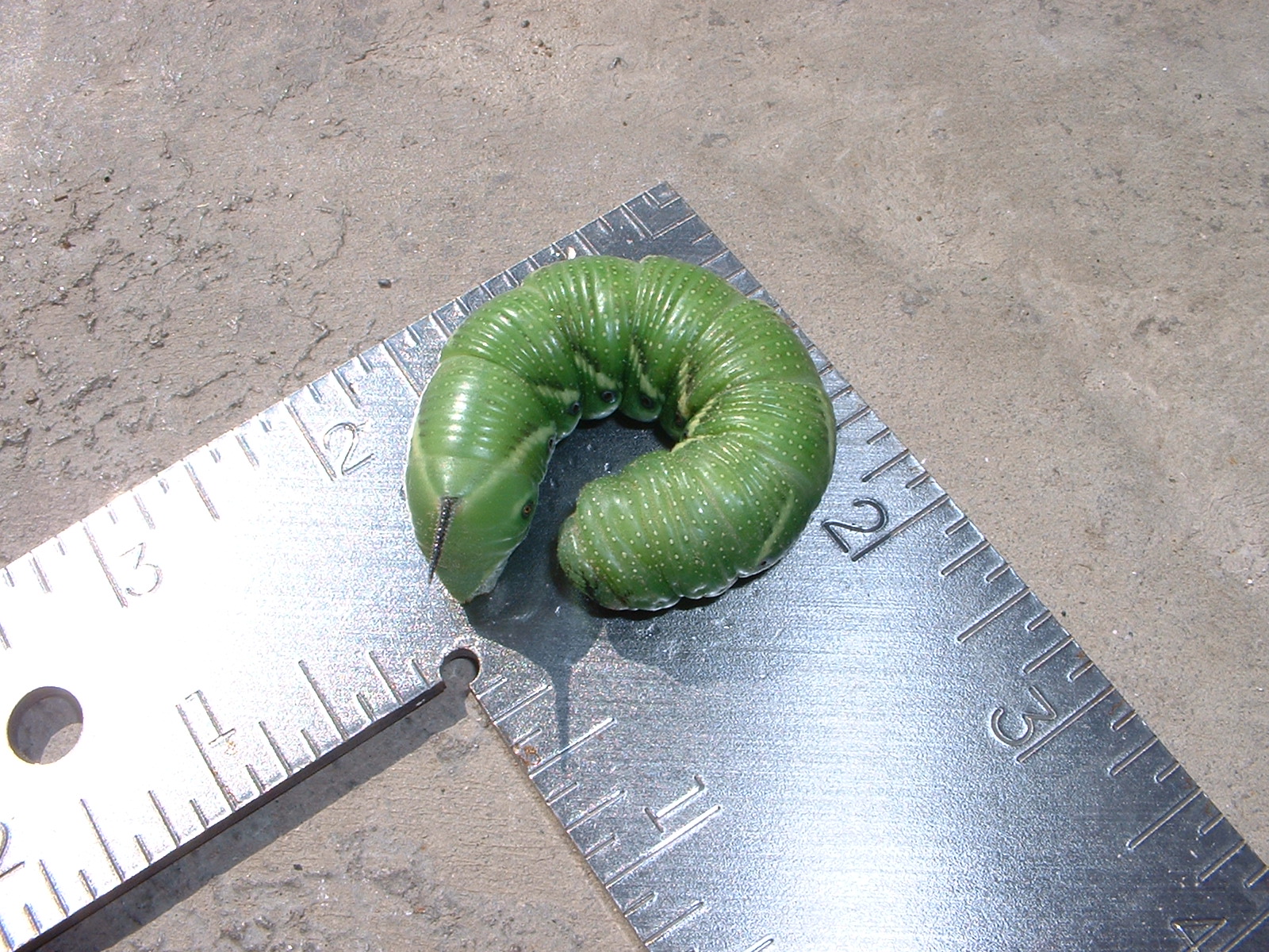 Big Green Worm or ughhhhh, Tomato Hornworm - Our Twenty Minute