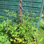 Tomatoes in wire cages