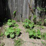 Pumpkin vines