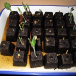 Seedlings