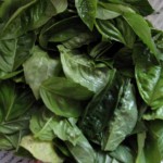 Basil Leaves