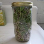 Homegrown Bean Sprouts