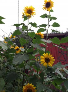 Sunflowers2012