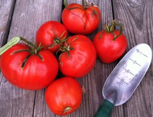 Tomatoes2012