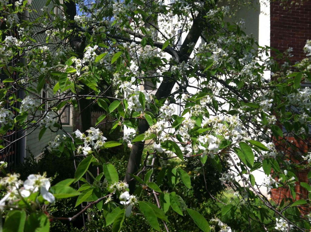 Serviceberry in Bloom