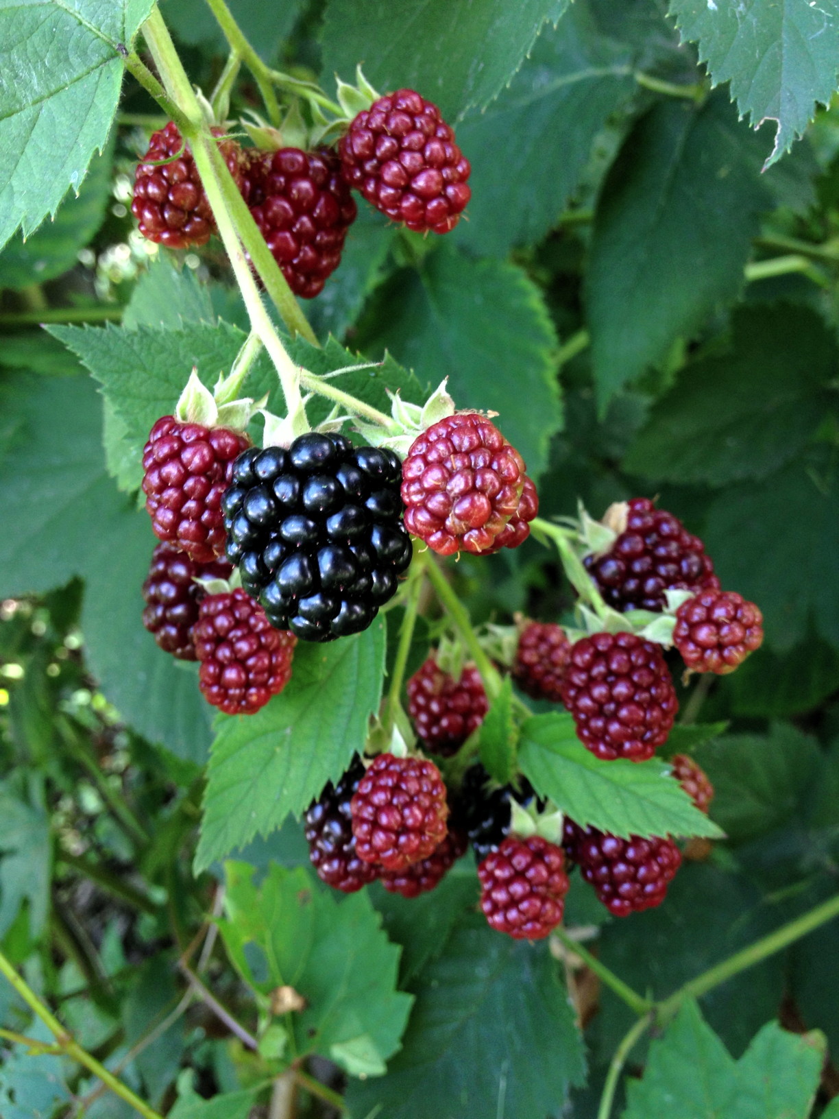 A taste of black berries