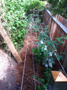 Raspberry Bed, Pruned and Mulched