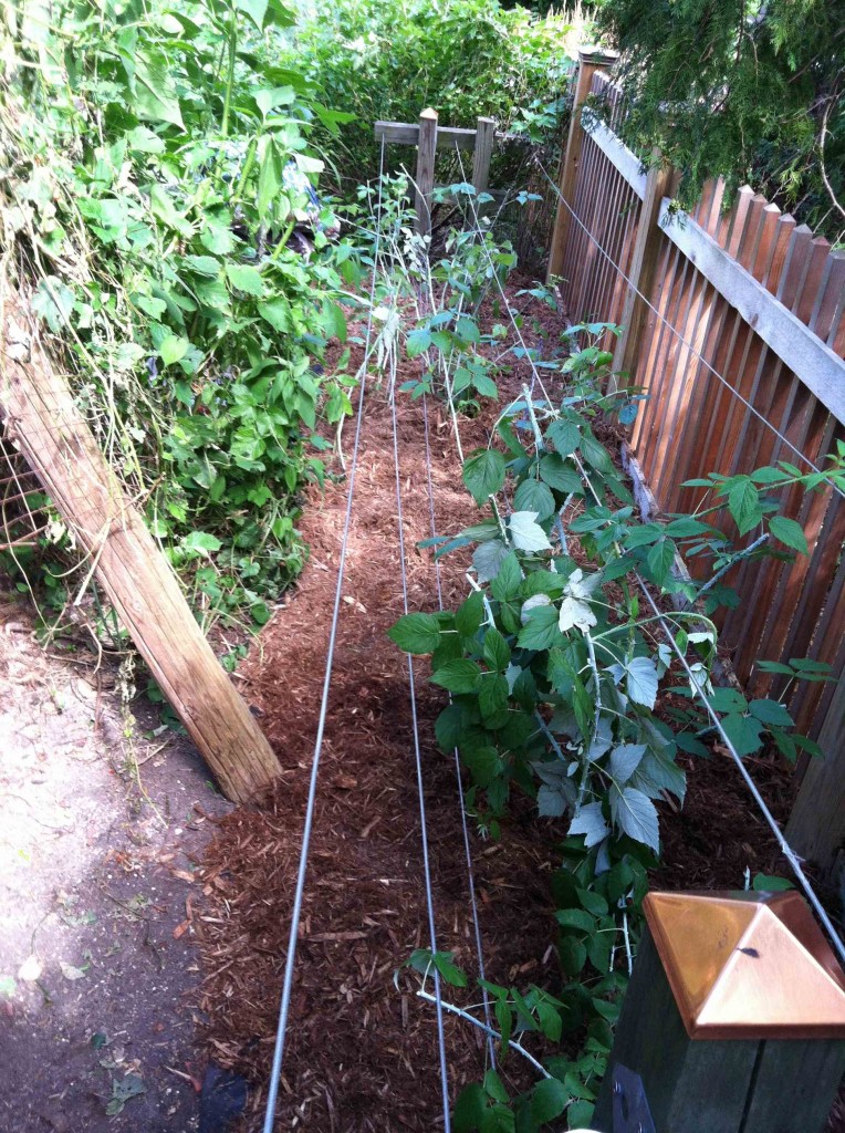 A Black Raspberry Bed to be Proud ofOur Twenty Minute Kitchen Garden