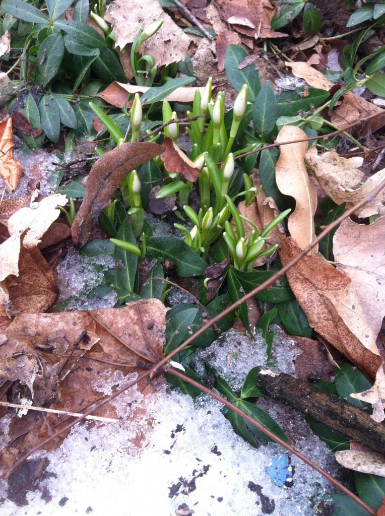 Snowdrops coming up in the yard amid snow