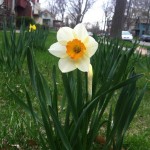 Daffodill