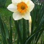 Daffodill narrow