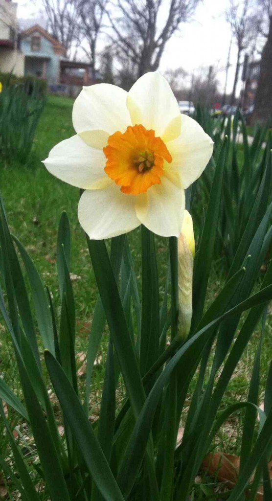 Daffodill narrow