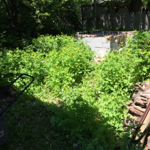 Under those weeds are a compost pile, a couple stumps, some flagstone and a mulberry trunk.
