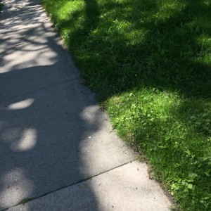 The ragged edge where our front lawn meets the sidewalk. I wonder how much effort it would take to even that up...
