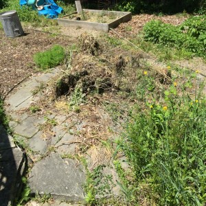 Covered in weeds and tomato cages, this area was a mess.