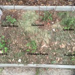 Sandbox Bed labeled