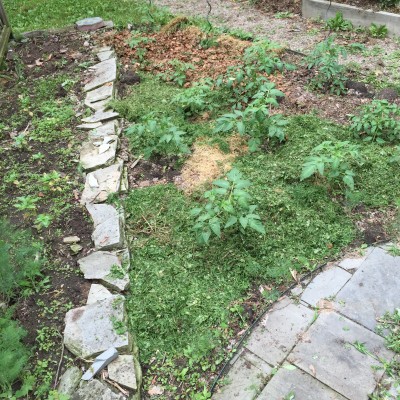 Weeding the Wedge (after mulching with grass clippings)