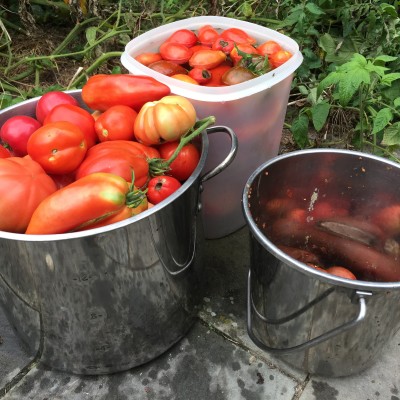 20 Minutes of harvesting yielded two buckets of tomatoes and half a bucket of heartache